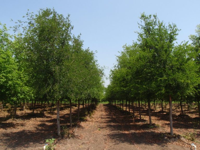 cedar_elm_2 La Tejana Trees