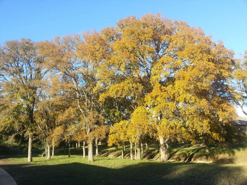 cedar_elm_4 La Tejana Trees