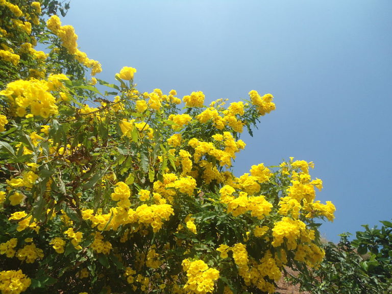 Esperanza Yellow Bells La Tejana Trees