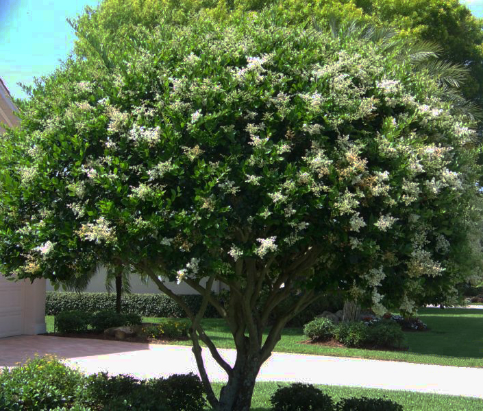Japanese Ligustrum Tree Buy Ligustrum Japonicum Japanese Privet
