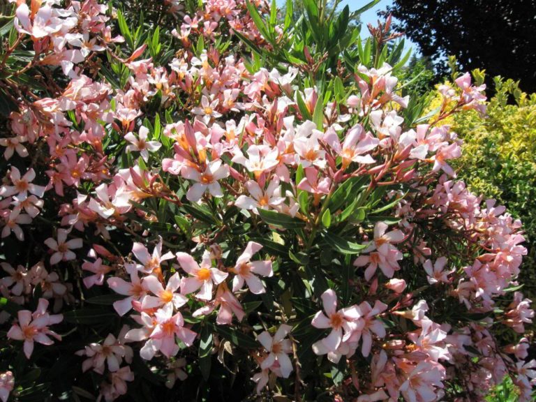 Oleander Dwarf La Tejana Trees