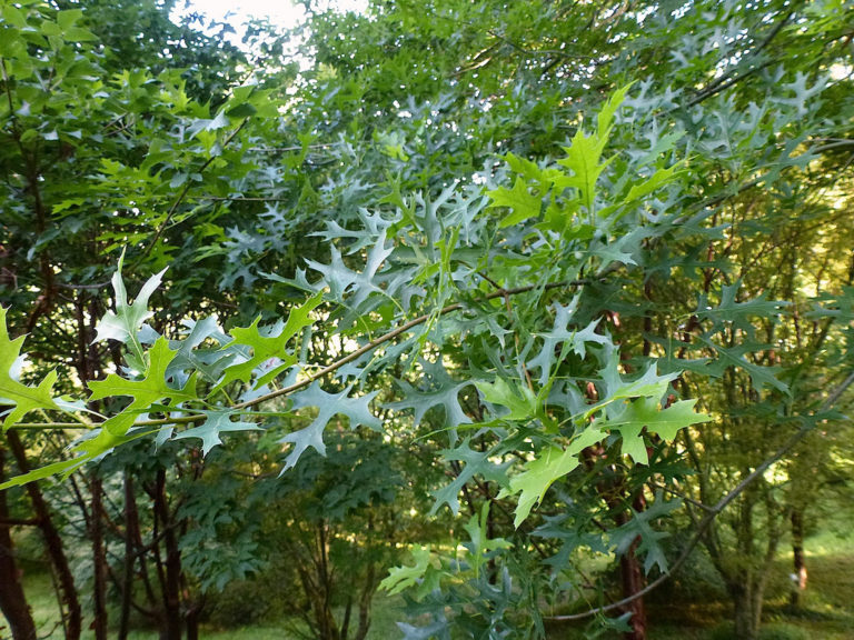 texas_red_oak_2 La Tejana Trees