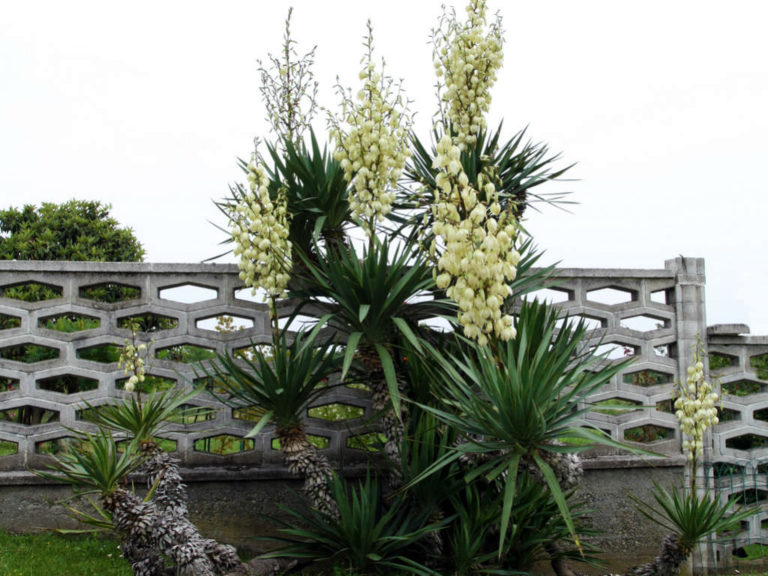 Soft_Tip_Yucca_1 La Tejana Trees