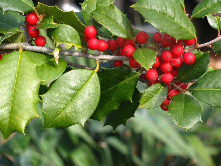Dwarf Burford Holly La Tejana Trees