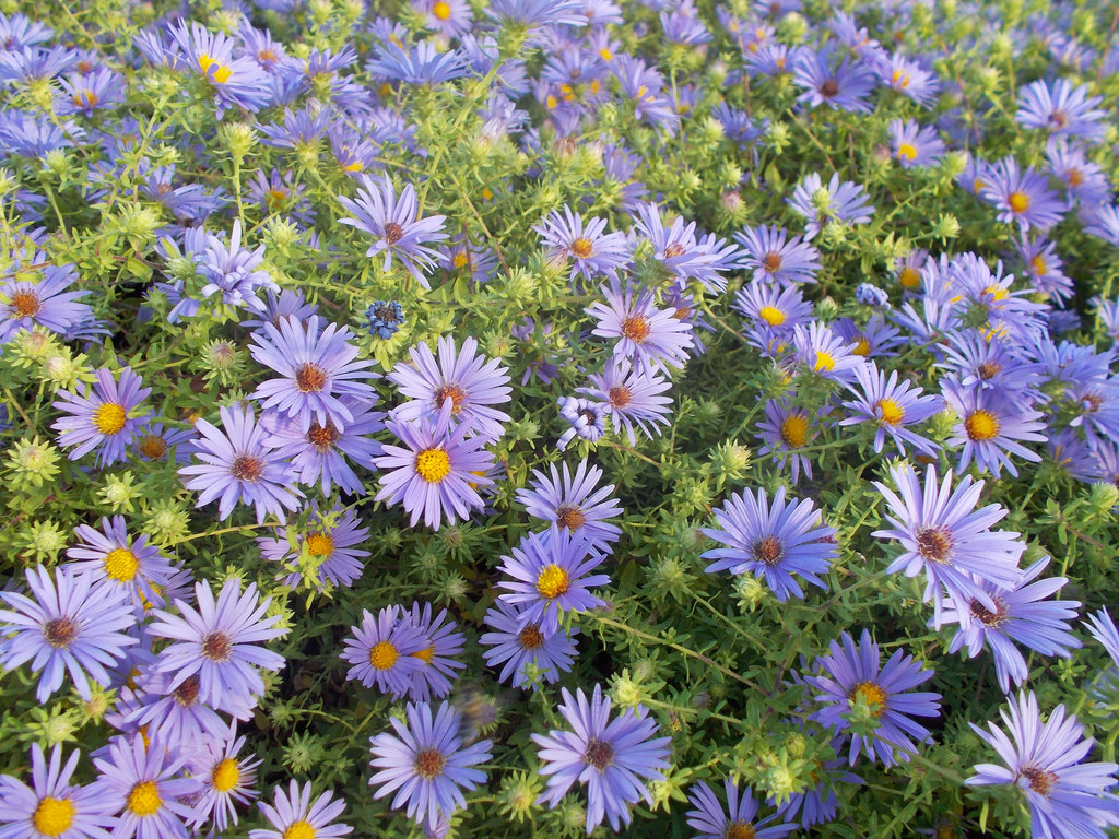 Fall aster 8 La Tejana Trees