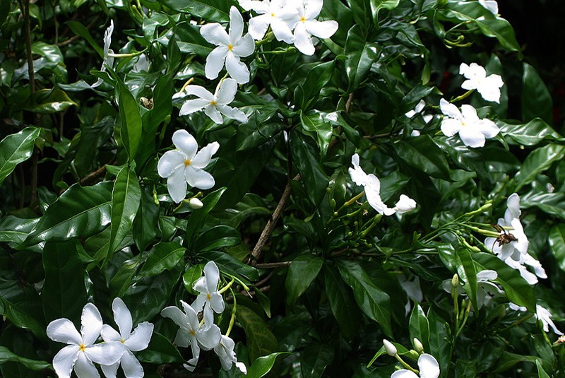 india_carnation_5 La Tejana Trees