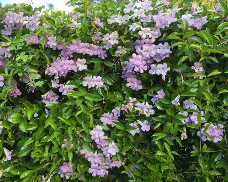 lavender_trumpet_9 La Tejana Trees