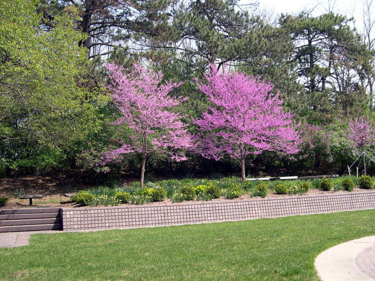 texas_redbud_1 La Tejana Trees
