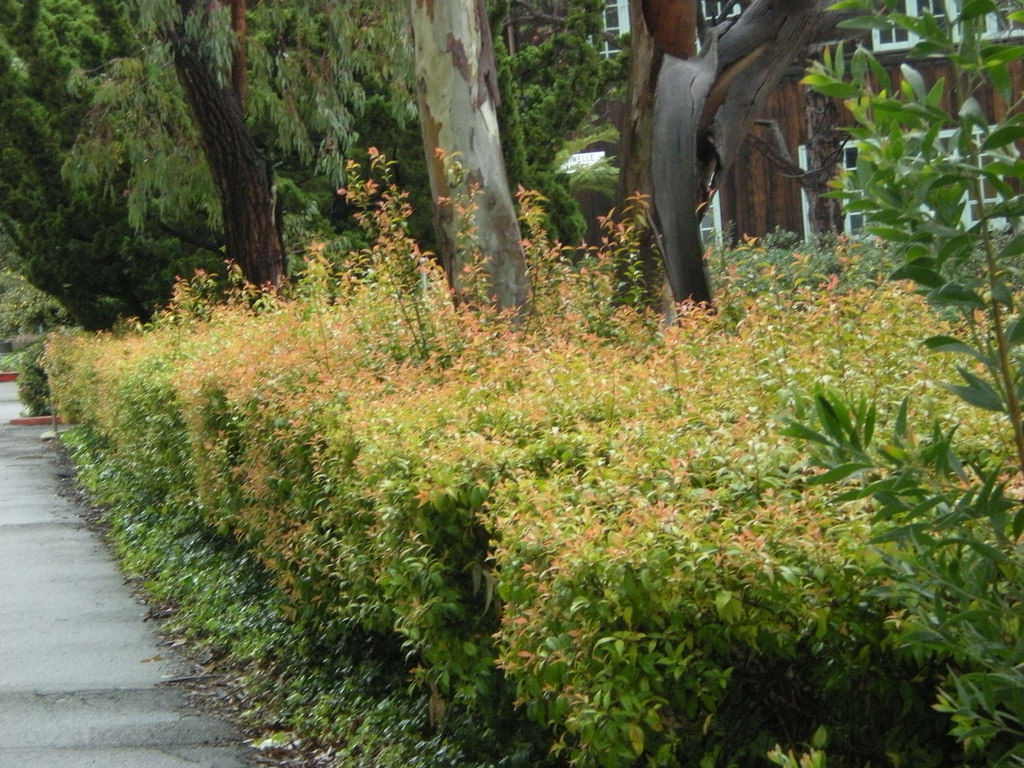 Xylosma La Tejana Trees