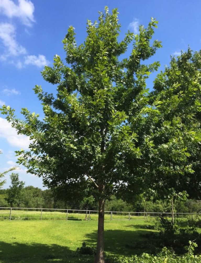 Oak (Texas Red) – La Tejana Trees