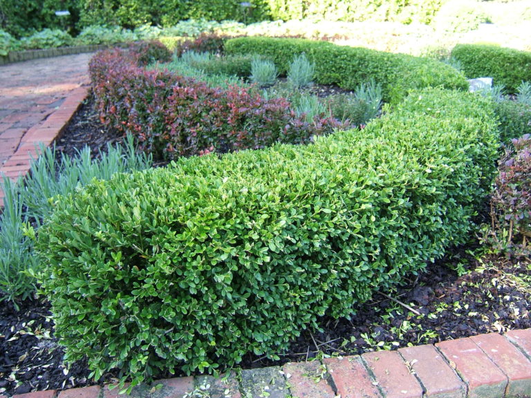boxwood _wintergreen_4 – La Tejana Trees
