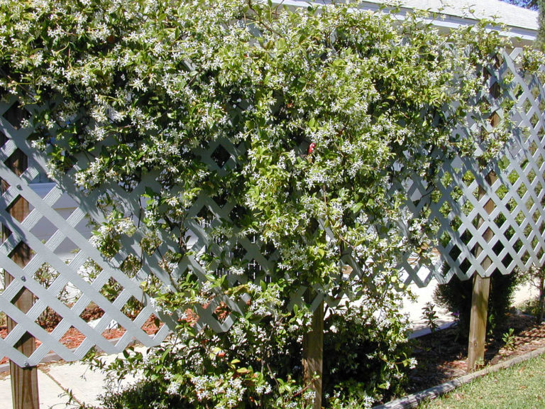 confederatejasmine_3 La Tejana Tree Sales