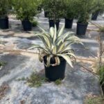 Medio Picta Agave | White Stripe Century Plant Agave americana x medio-picta alba | 15-gallon