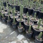 Bolivian Torch Cactus | Echinopsis lageniformis | | Trichocereus bridgesii | 15-gallon