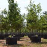 Texas Red Oak | Quercus buckleyi 300-gallon Container Tree