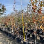 Chinkapin Oak | Quercus muehlenbergii | Chinquapin Oak 15-gallon