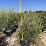 Mission Olive Tree | Olea europaea ‘Mission’