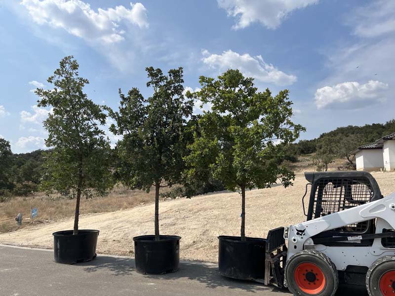 150 Gallon Lacey Oaks 1