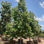 Sycamore Mexican 36-box