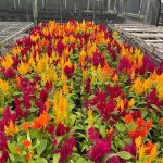 celosia-dragons-breath-5m26-4flt-01