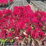 celosia-dragons-breath-red-5m26-4flt-01