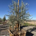 Olive Wilson Fruitless 36 Box-xdf