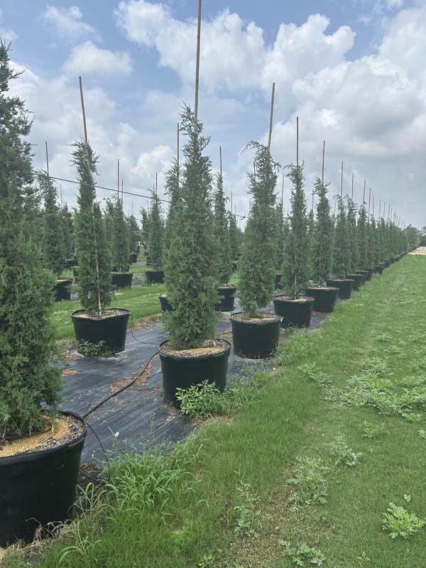 cypress-italian-5p-45g-04