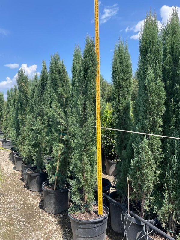 cypress-italian-8m-15g-01