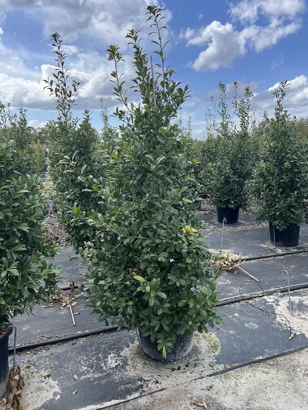 holly-eagleston-rand-15g-02