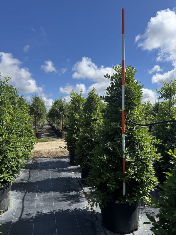 holly-eagleston-rand-30g-01