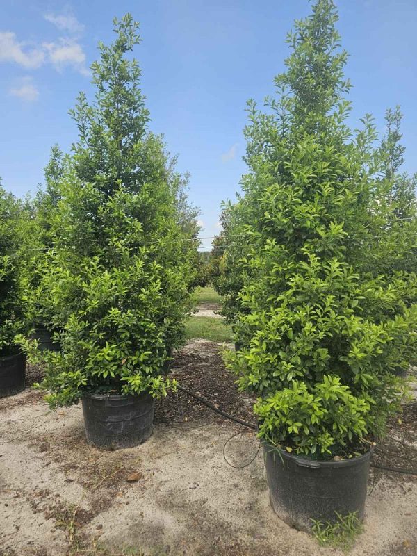 holly-eagleston-rand-45g-02