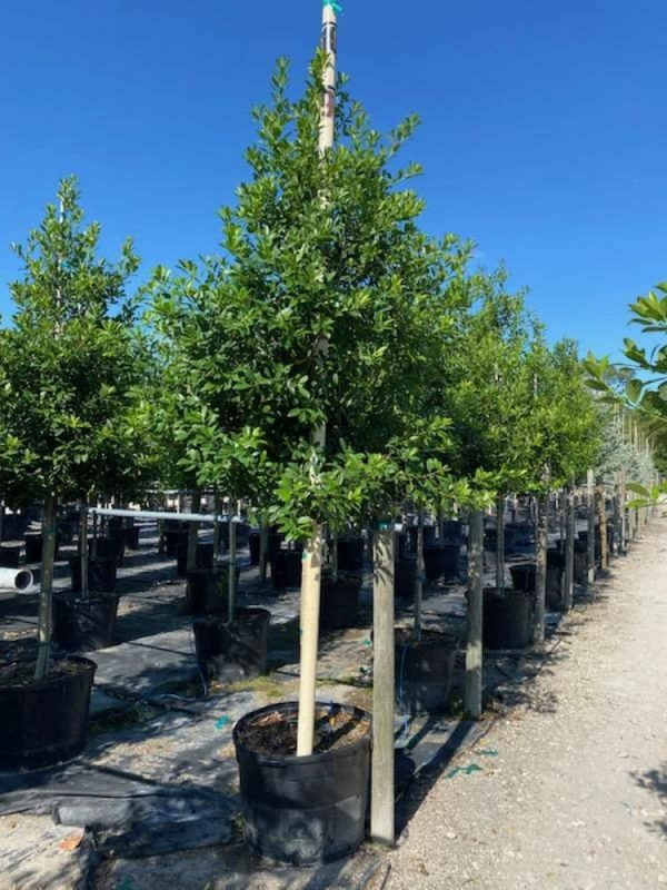 holly-eagleston-st-rand-30g-02