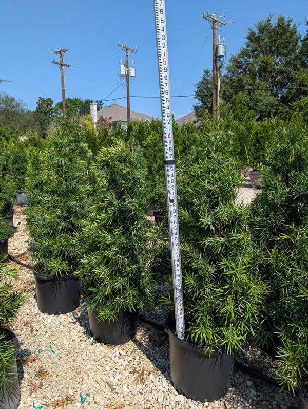 yew-japanese-6m-15g-01