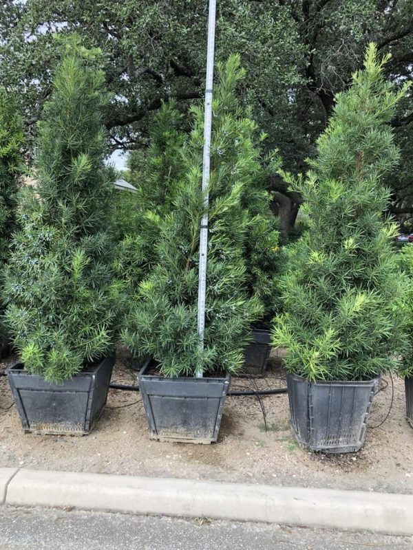 yew-japanese-7m-24-box-01