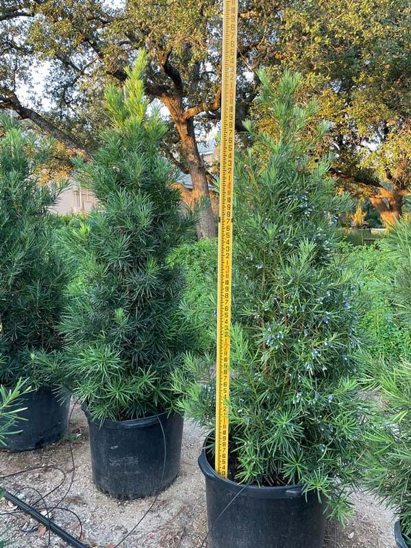 yew-japanese-8m-30g-01